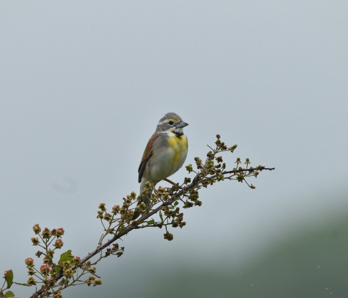 ムナグロノジコ - ML637599422