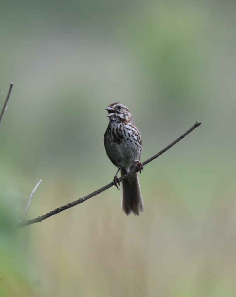 Song Sparrow - ML637599486