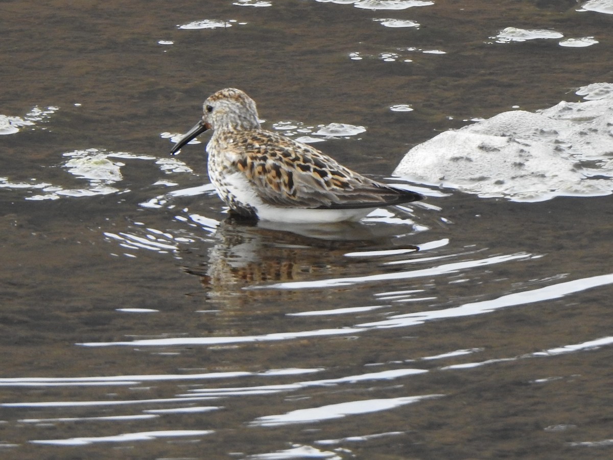 Dunlin - ML637599493
