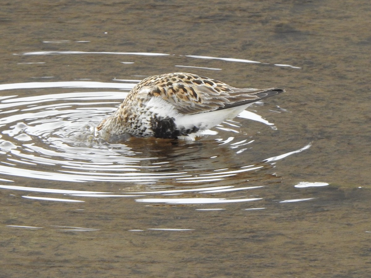 Dunlin - ML637599496