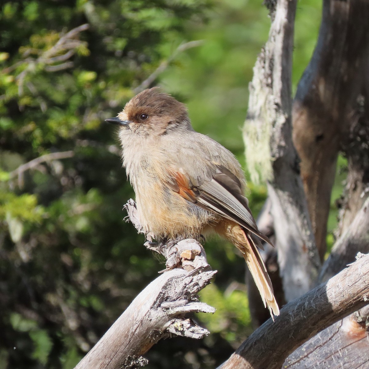 Siberian Jay - ML637599510