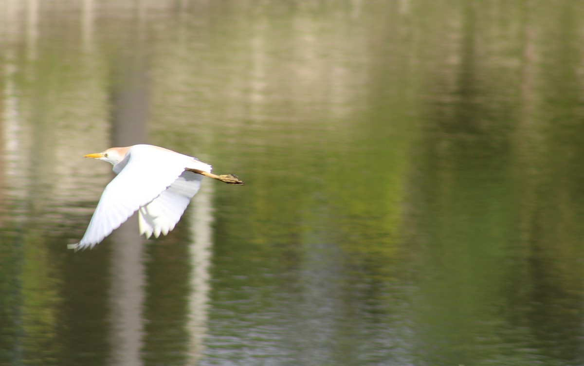 Western Cattle-Egret - ML637599532