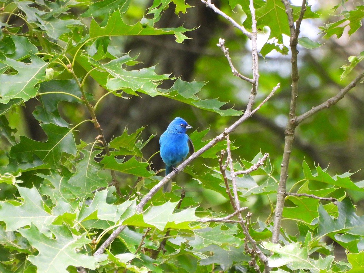 Indigo Bunting - ML637599573