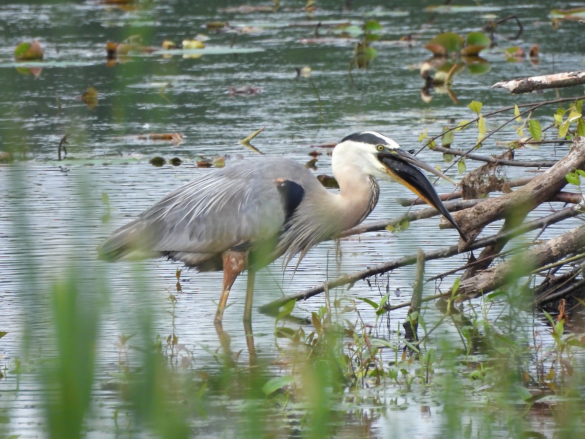 Great Blue Heron - ML637599621