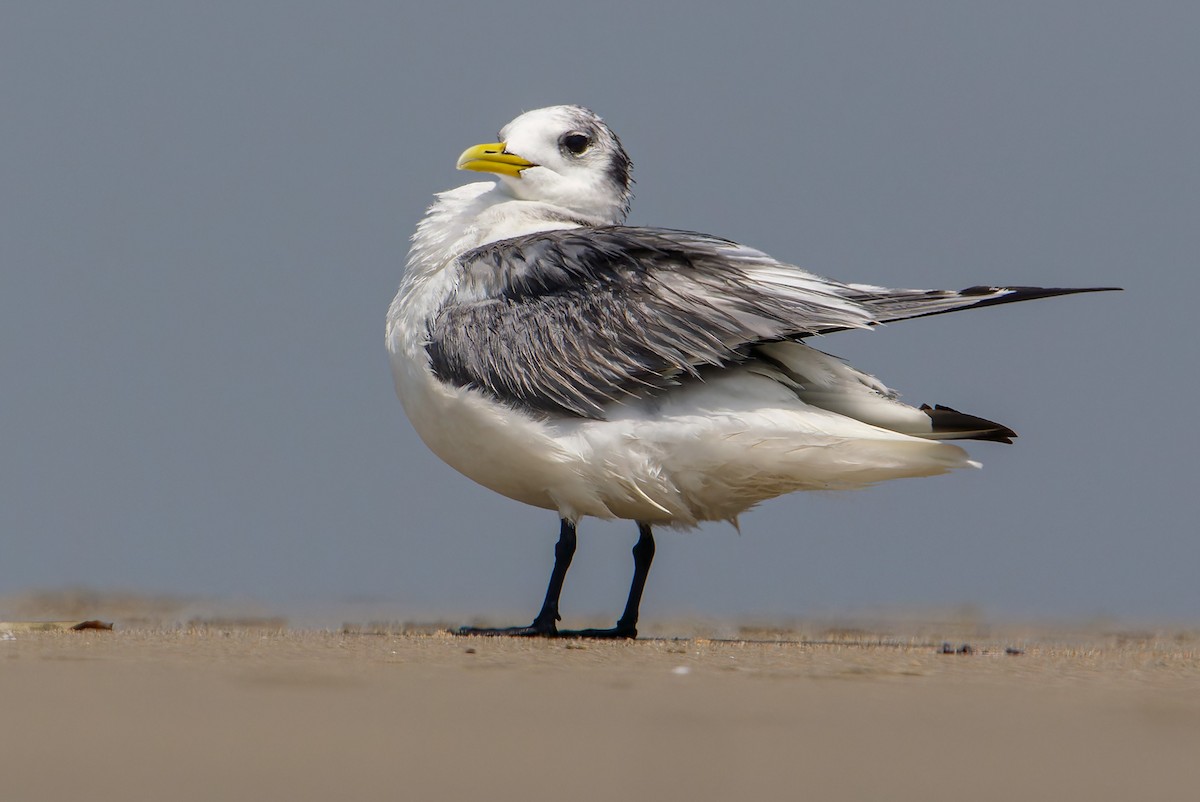 Black-legged Kittiwake - ML637599638