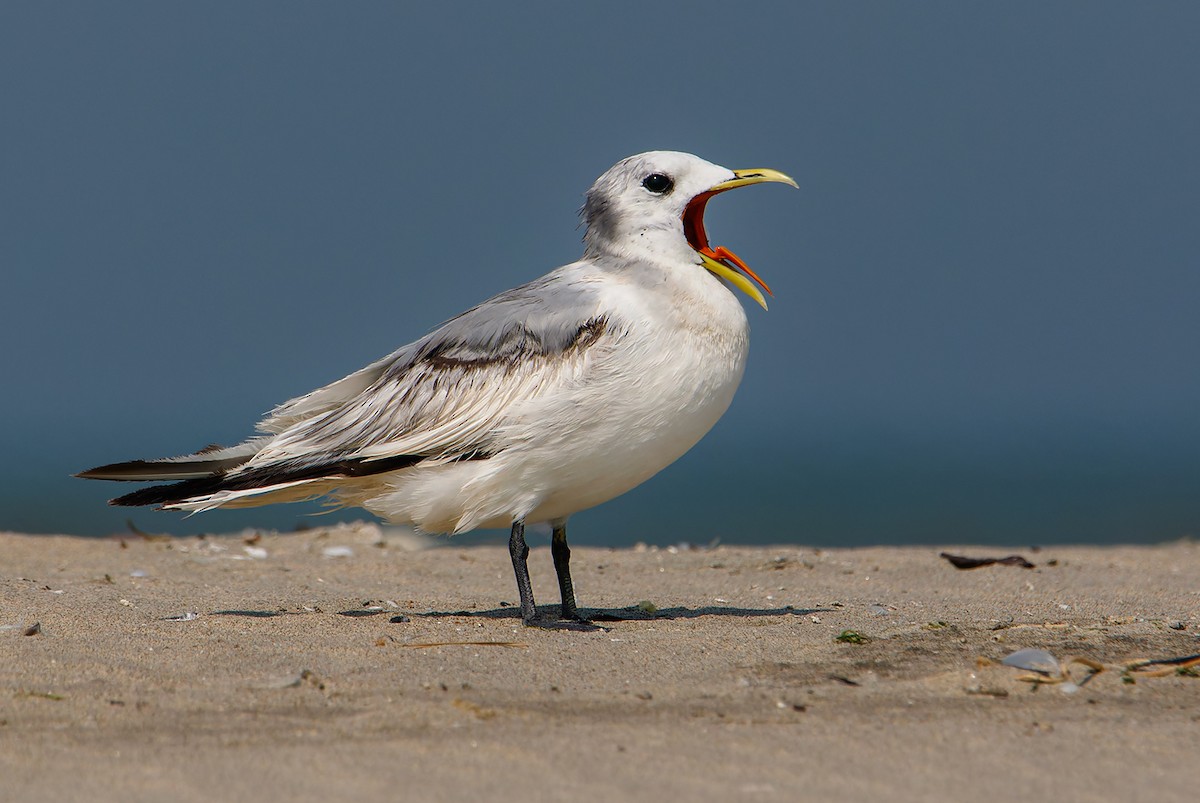 Black-legged Kittiwake - ML637599639