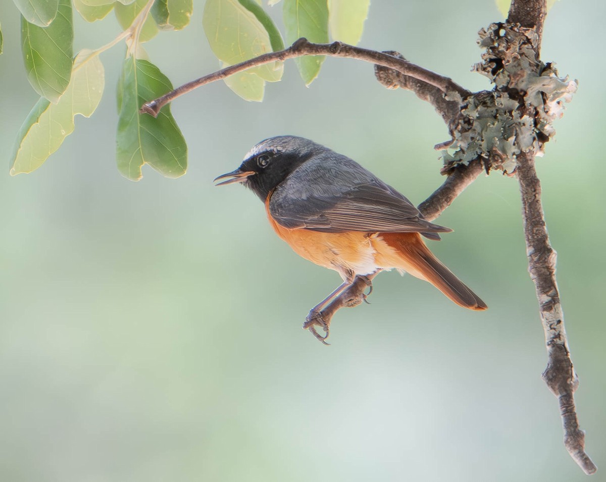 Эгэл гал сүүлт - ML637599664