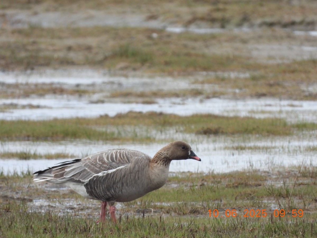 Pink-footed Goose - ML637599665
