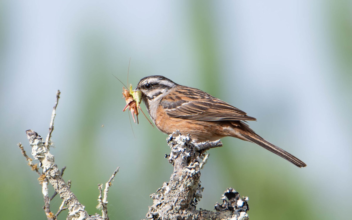 Цагаан хөмсөгт хөмрөг - ML637599673