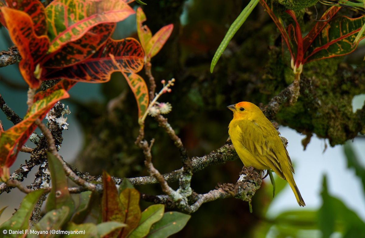 Saffron Finch - ML637599678
