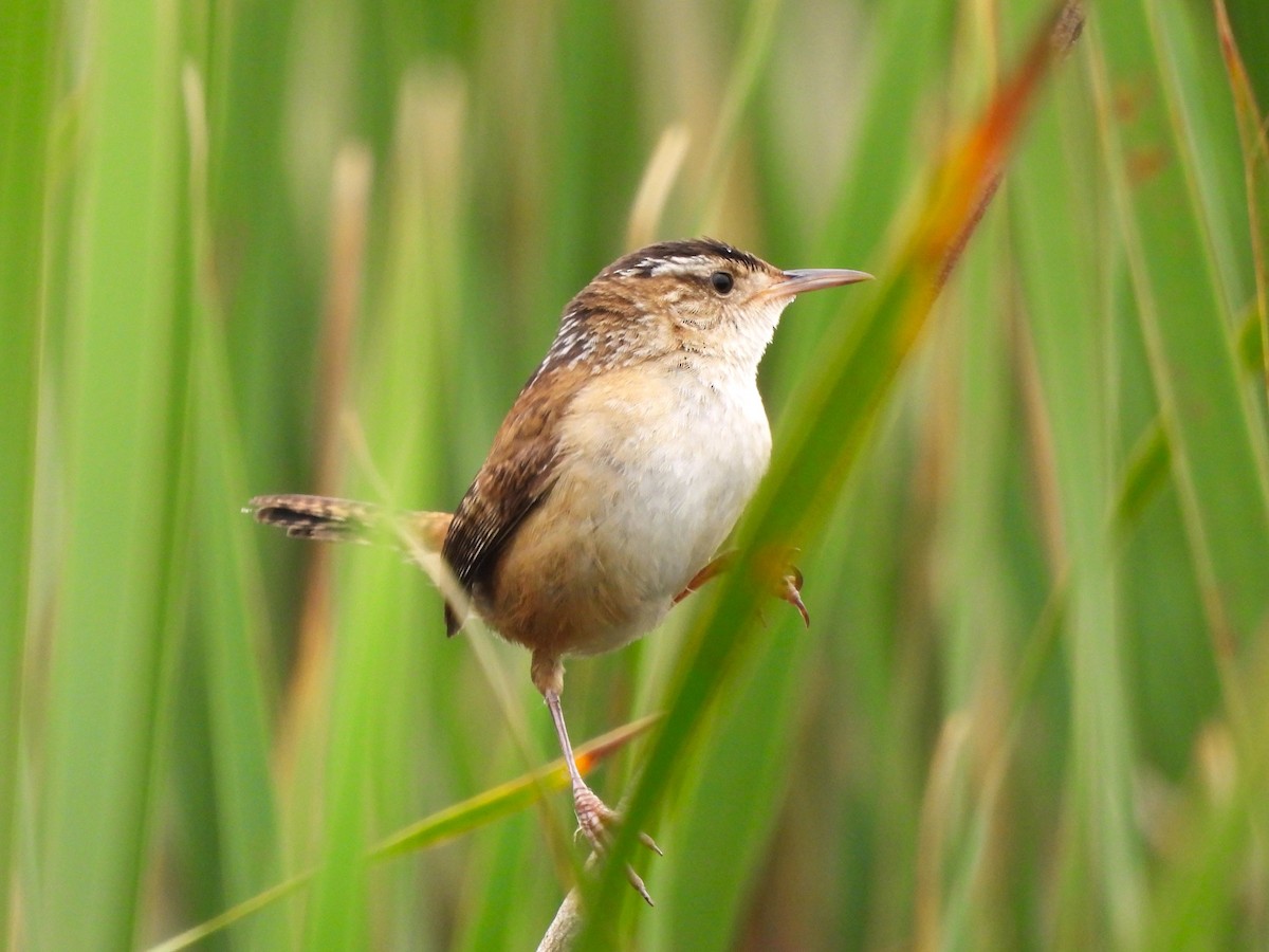 Marsh Wren - ML637599725