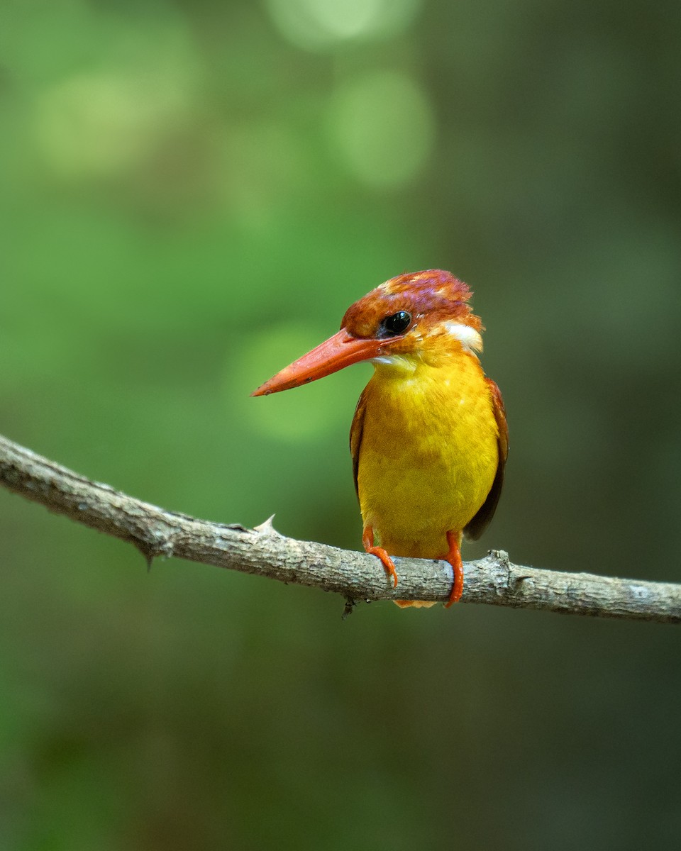 Rufous-backed Dwarf-Kingfisher - ML637599727