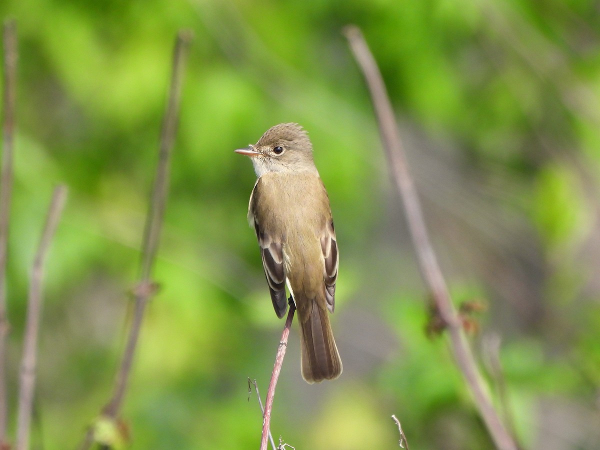 Willow Flycatcher - ML637599741