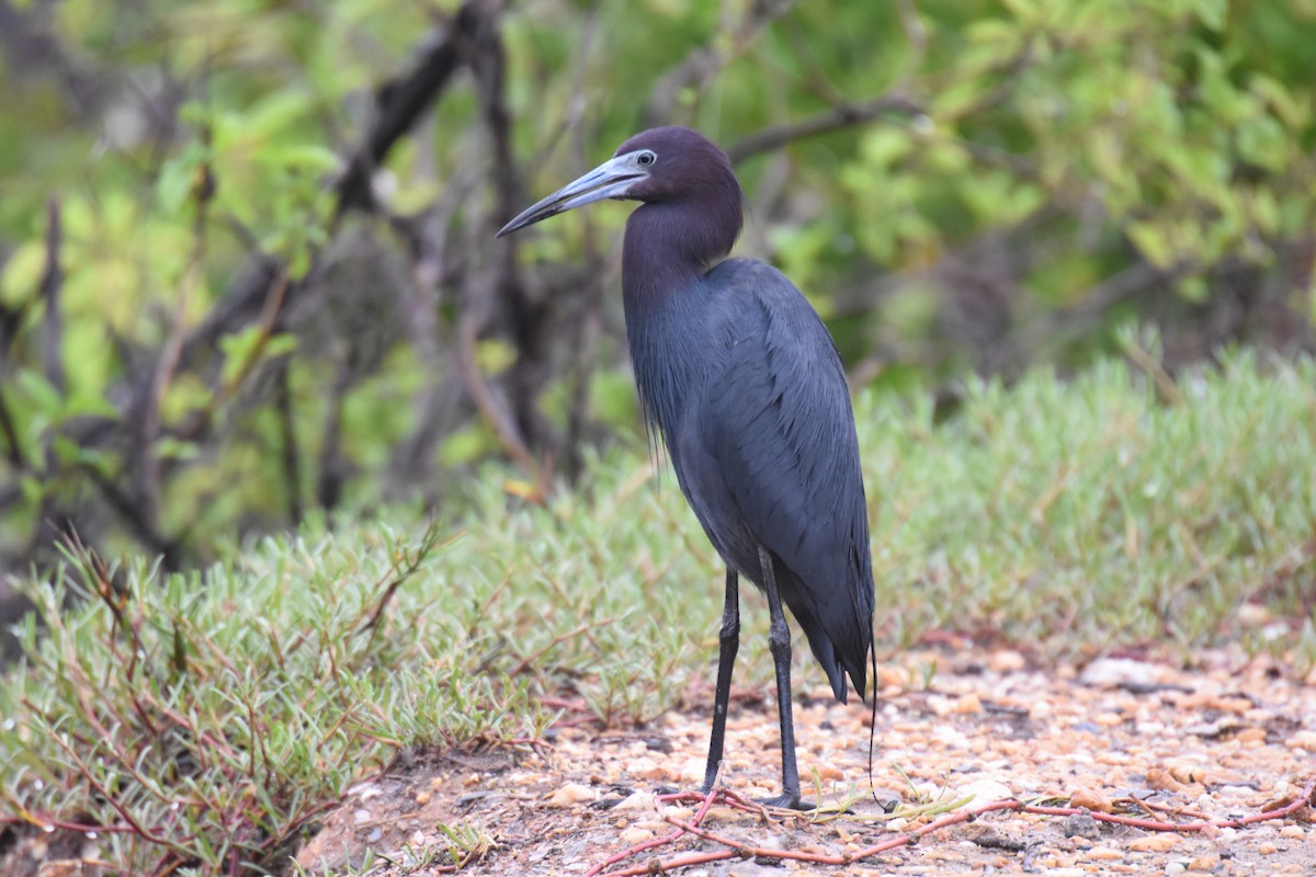 Little Blue Heron - ML637599772