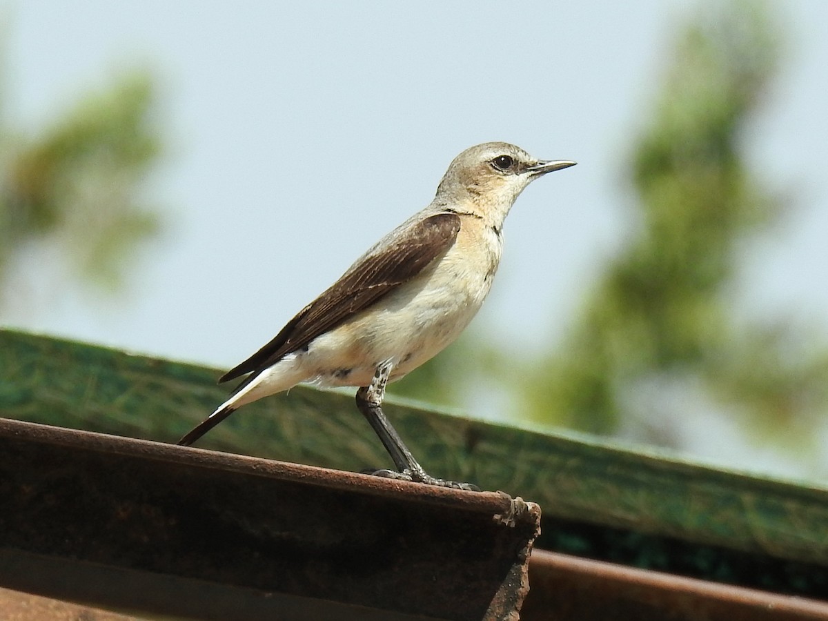 Northern Wheatear - ML637599773
