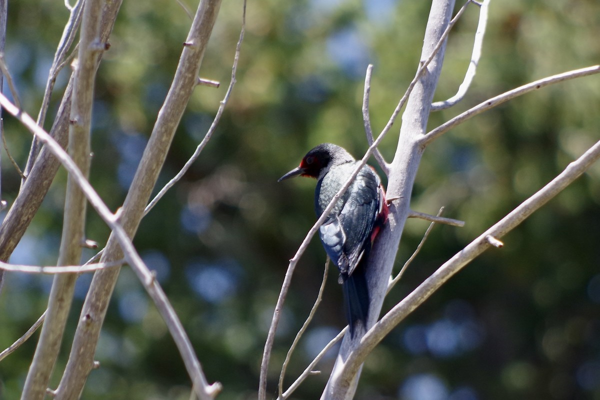Lewis's Woodpecker - ML637599802