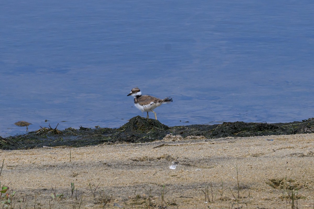 Killdeer - ML637599812
