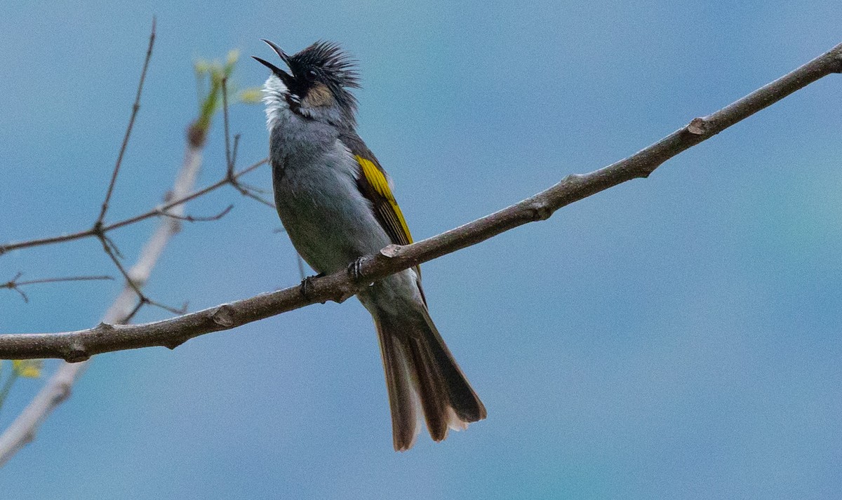 Ashy Bulbul - ML637599823