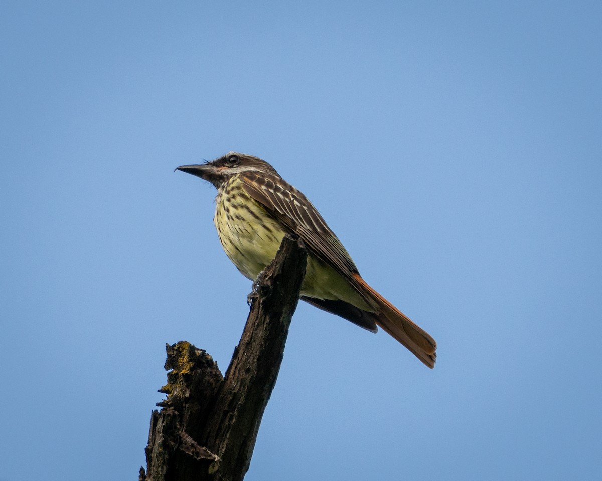 Sulphur-bellied Flycatcher - ML637599846