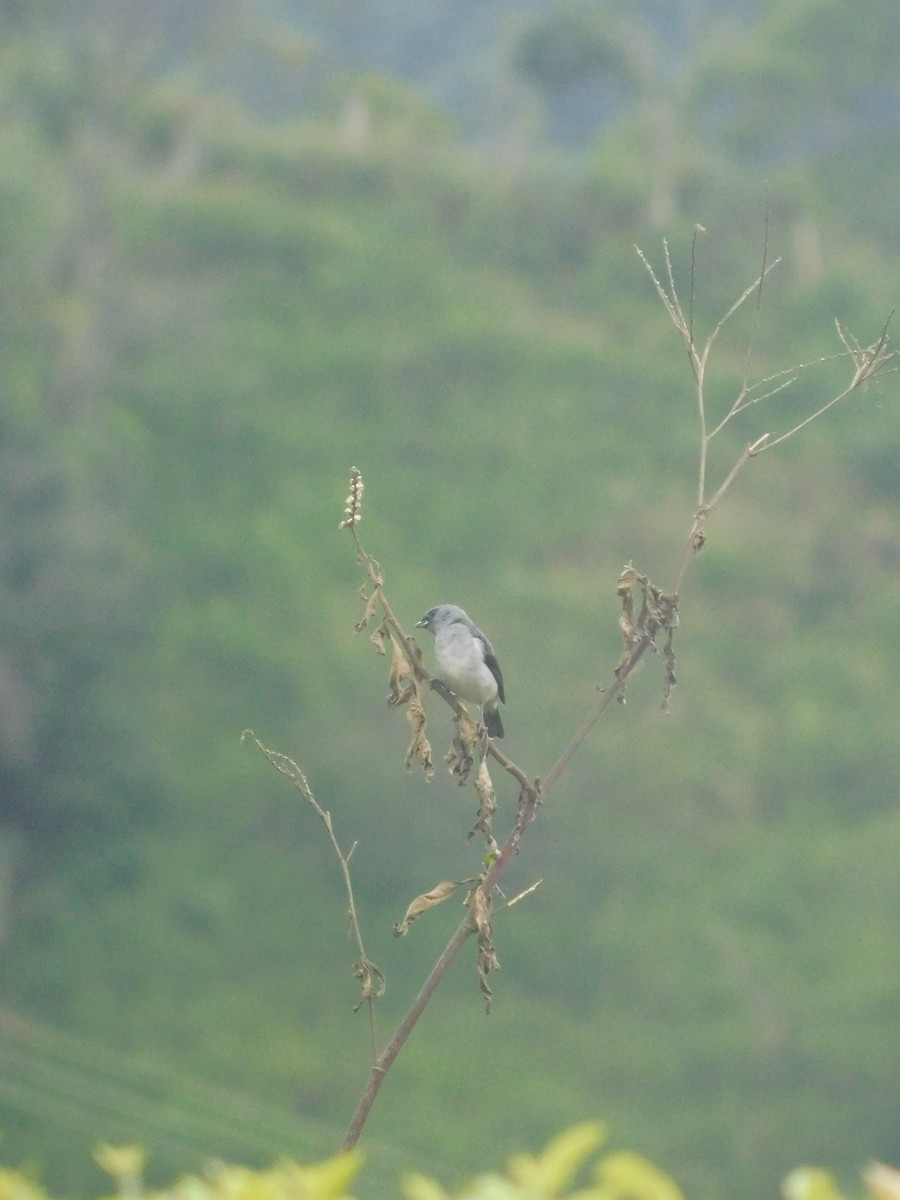 Plain-colored Tanager - ML637599847