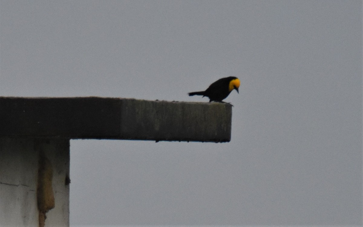 Yellow-hooded Blackbird - ML637599856