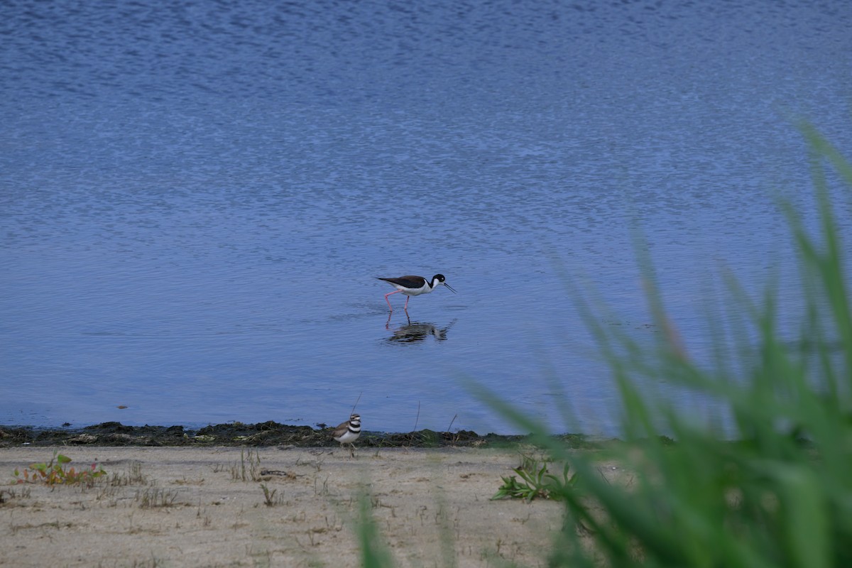 Killdeer - ML637599861