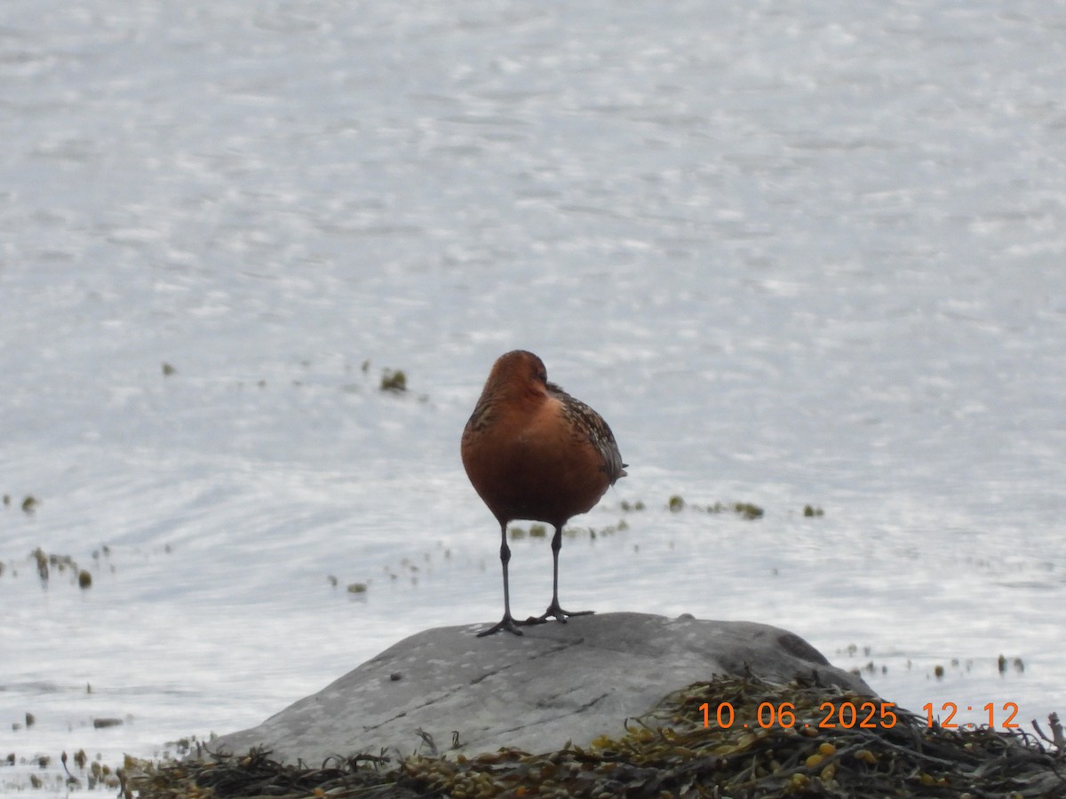 Bar-tailed Godwit - ML637599875