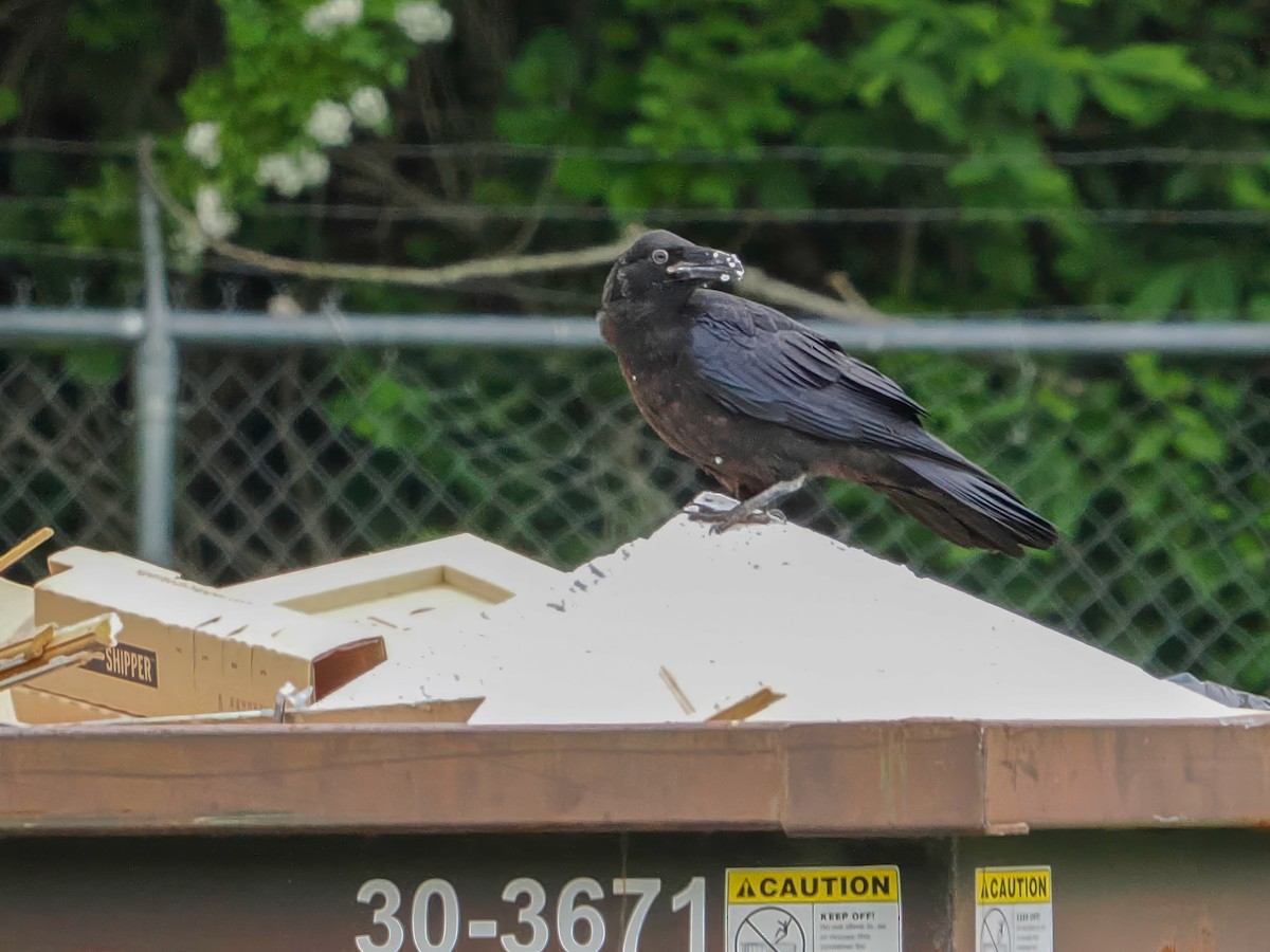Common Raven - ML637599905