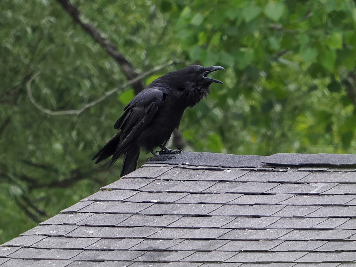 Common Raven - ML637599906