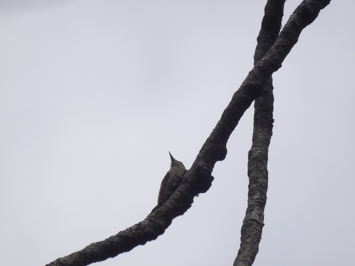 Red-rumped Woodpecker - ML637599965