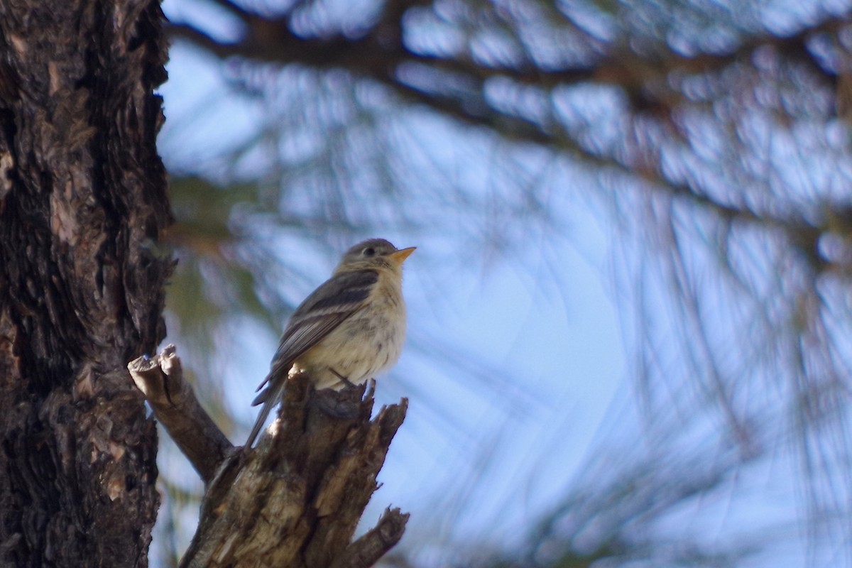 Buff-breasted Flycatcher - ML637599984