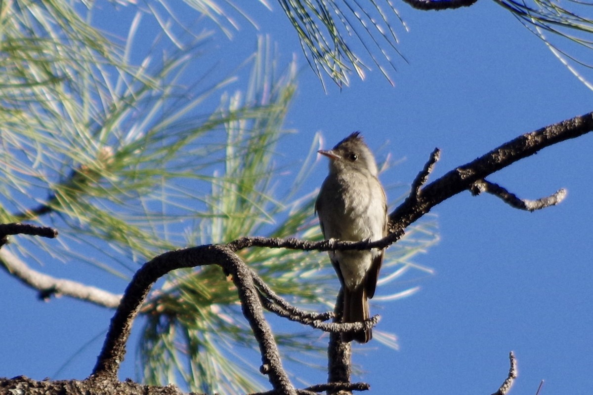 Moucherolle de Coues - ML637599985