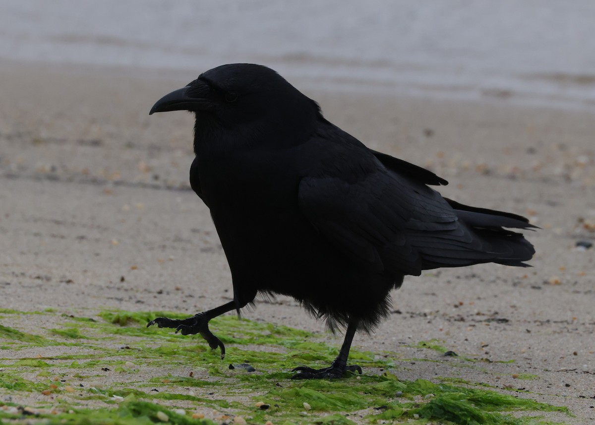 Fish Crow - ML637599987