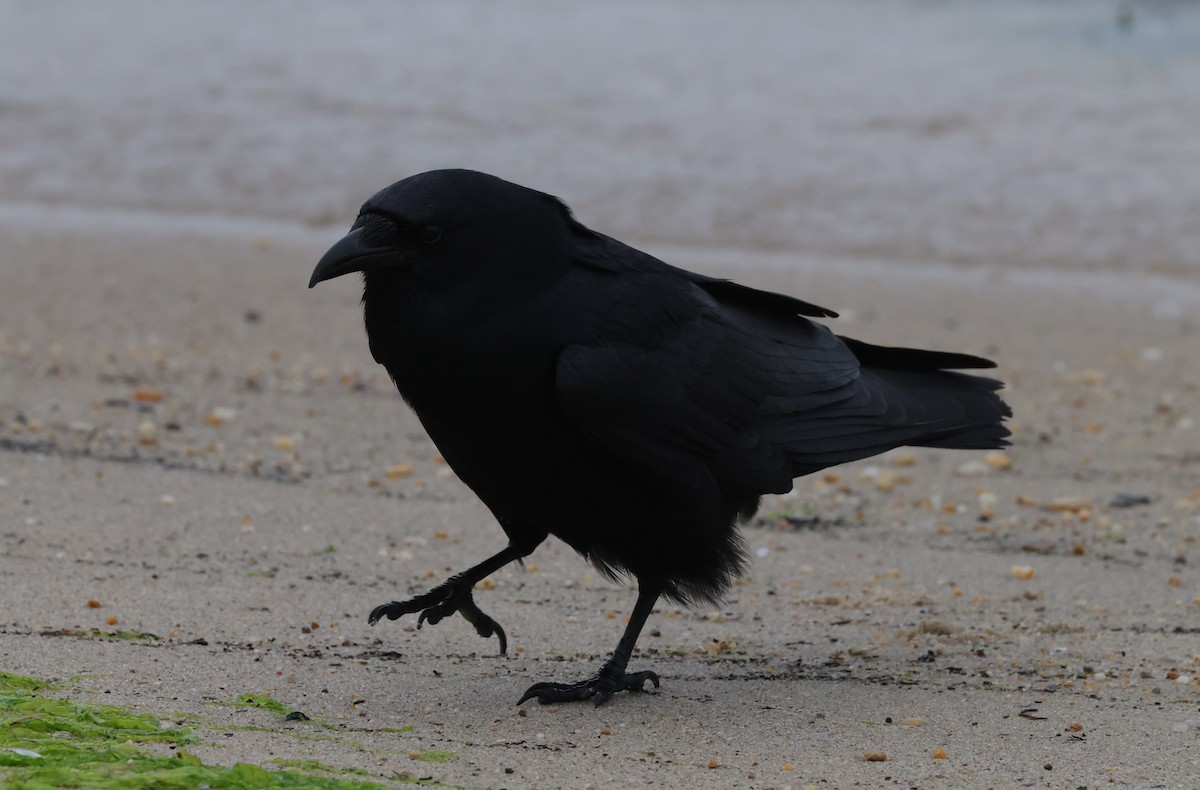Fish Crow - ML637599988