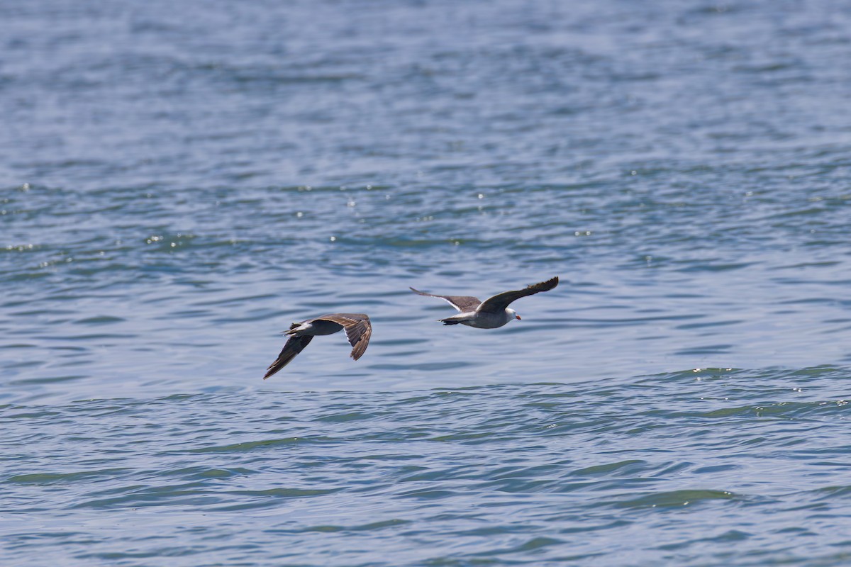 Heermann's Gull - ML637599989