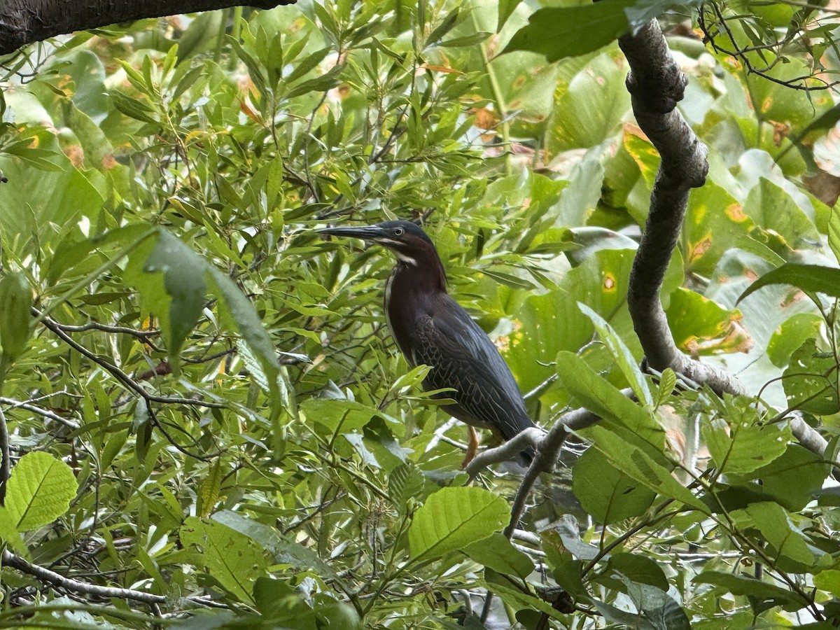 Green Heron - ML637600010