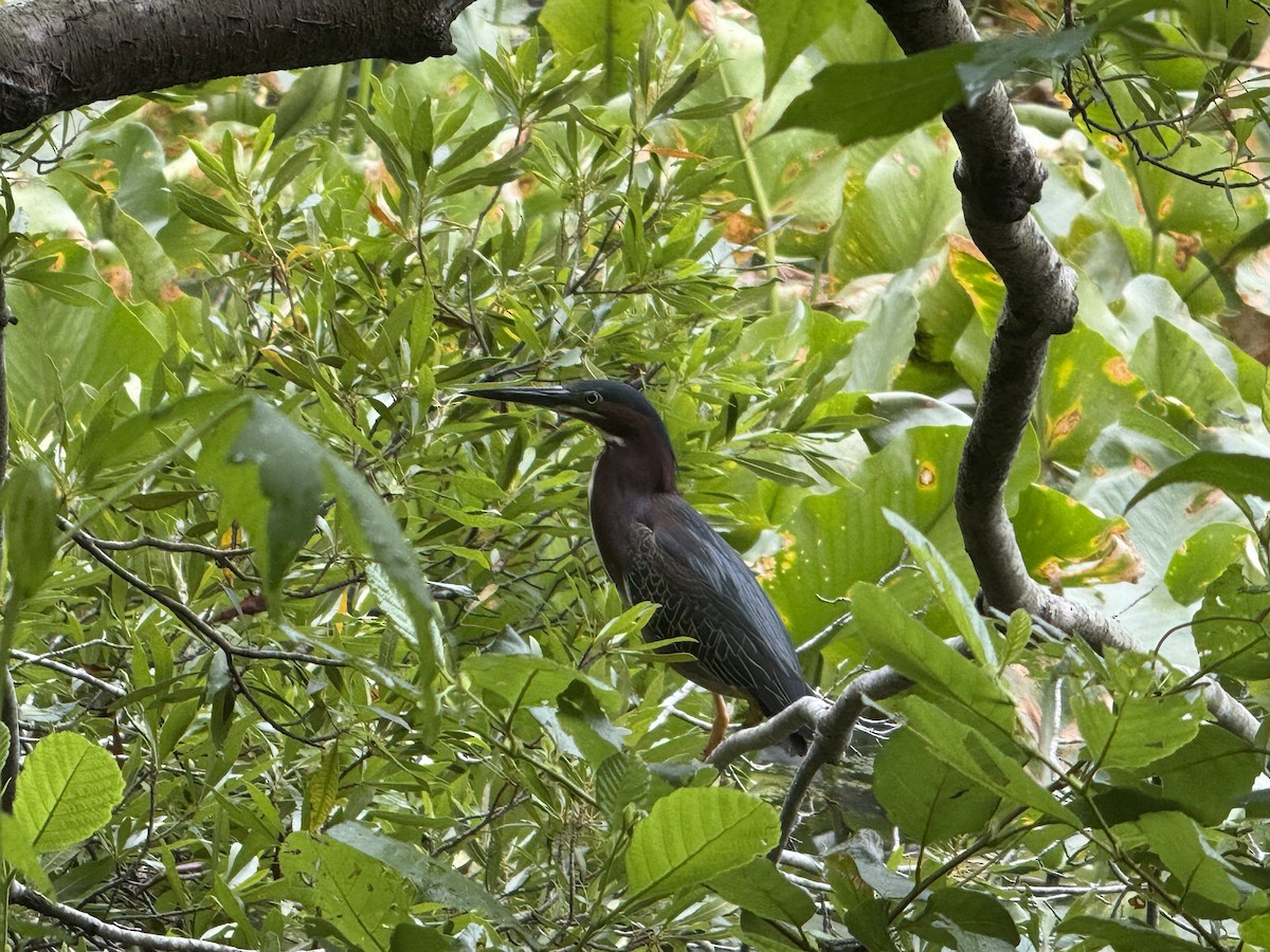 Green Heron - ML637600011