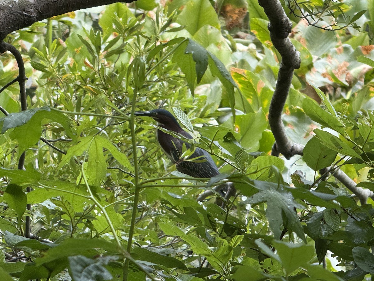 Green Heron - ML637600012