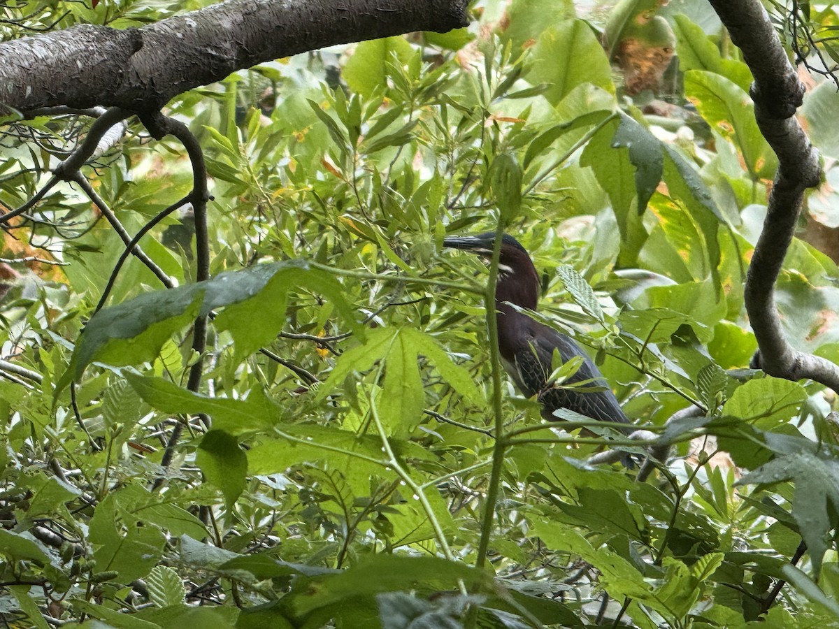 Green Heron - ML637600013