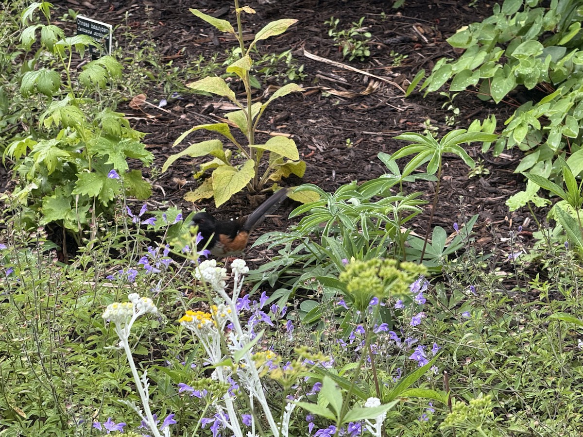 Eastern Towhee - ML637600022