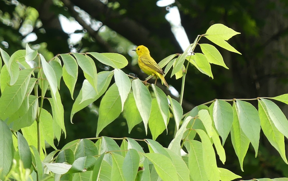 Yellow Warbler (Northern) - ML637600068