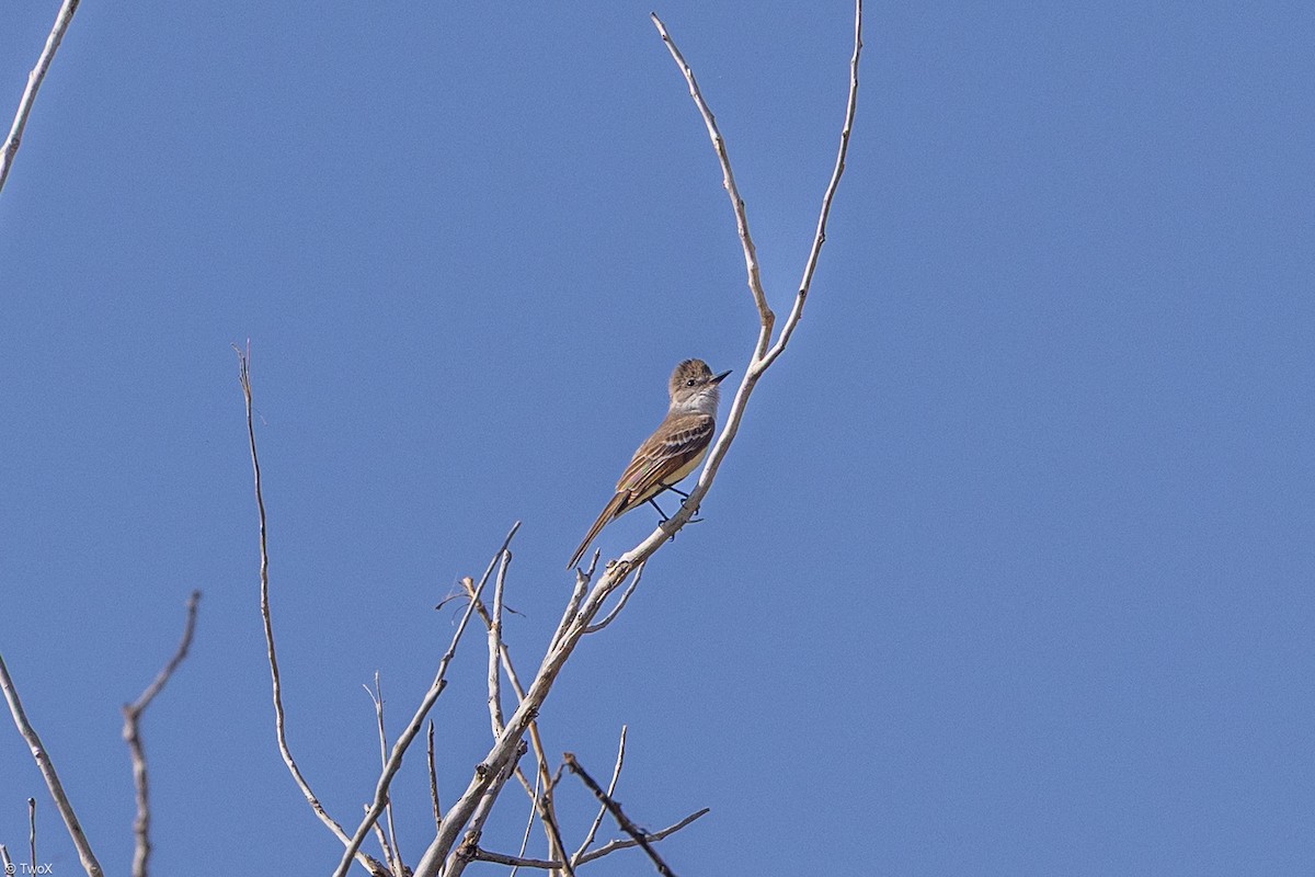 Ash-throated Flycatcher - ML637600077
