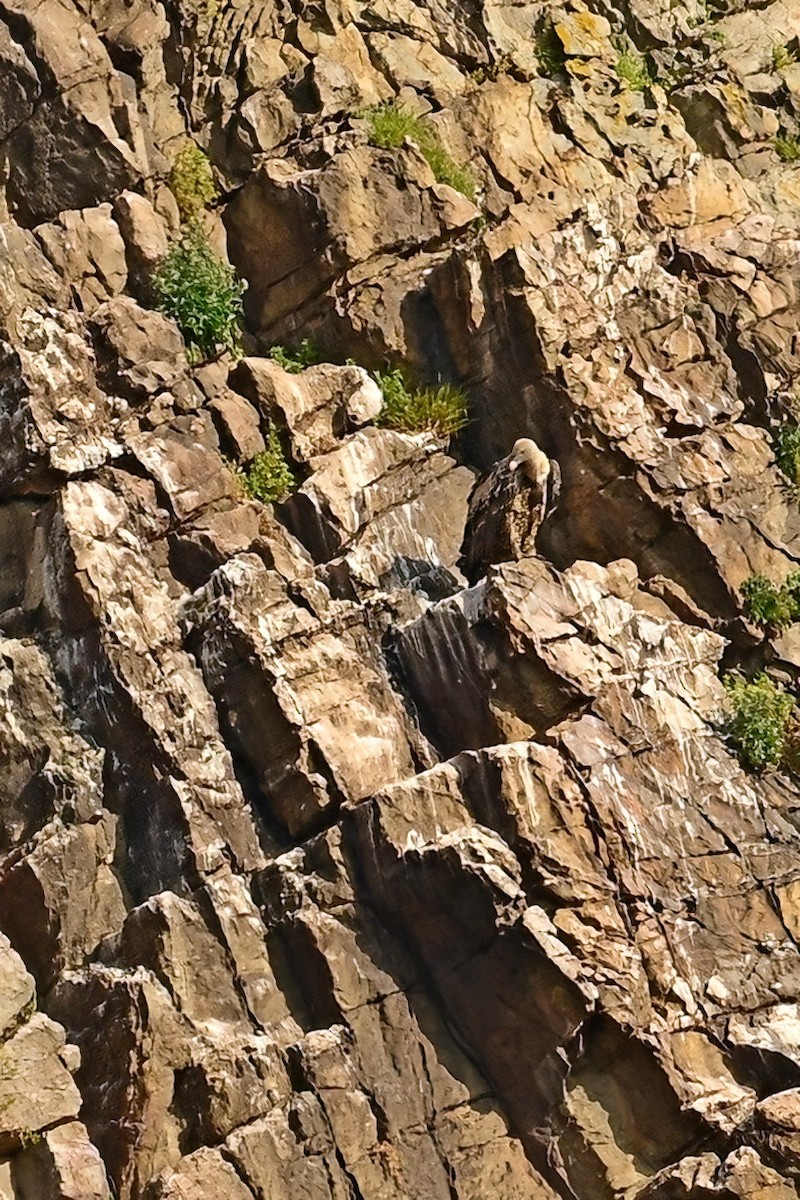 Rüppell's Griffon - ML637600094