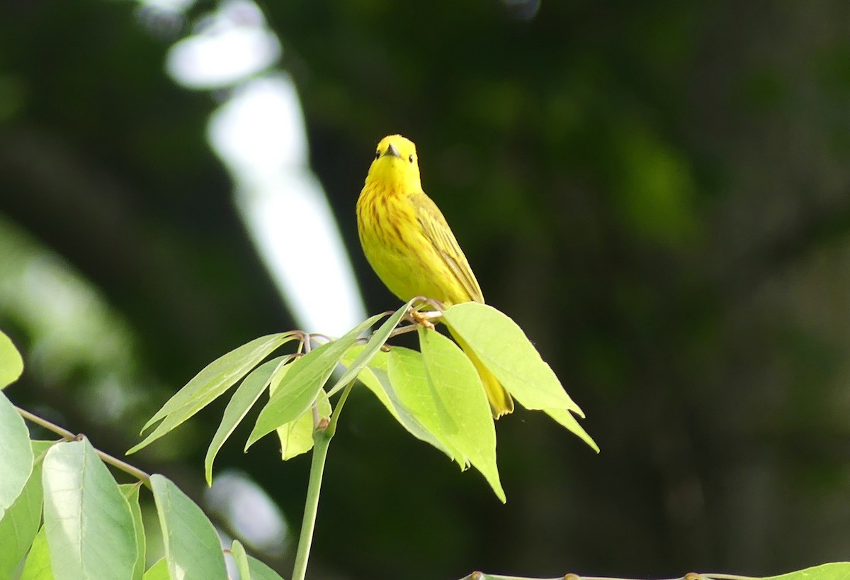 Yellow Warbler (Northern) - ML637600095
