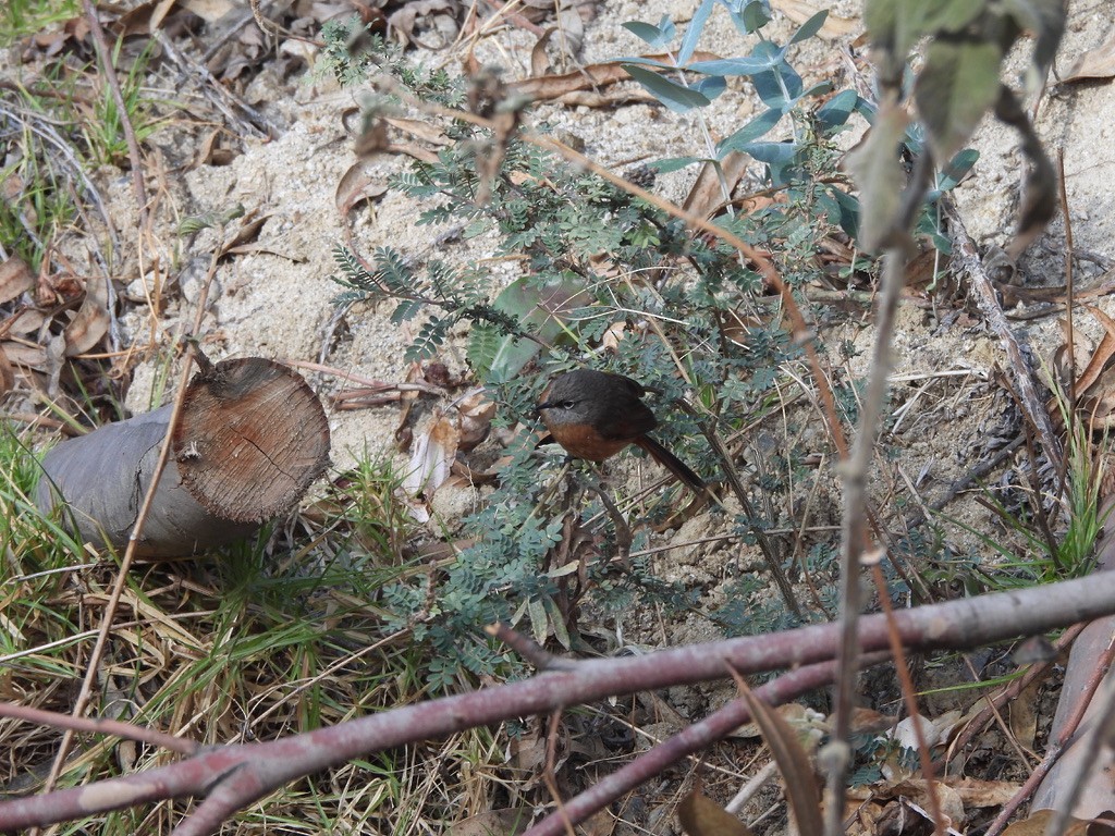Russet-bellied Spinetail - ML637600114