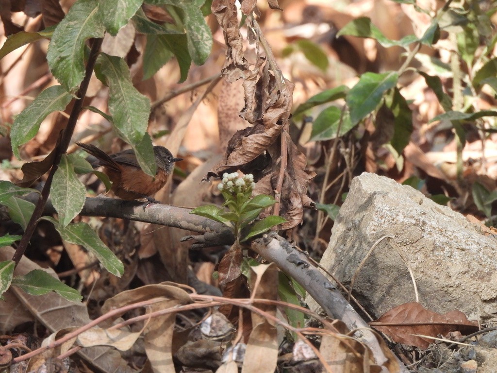 Russet-bellied Spinetail - ML637600117