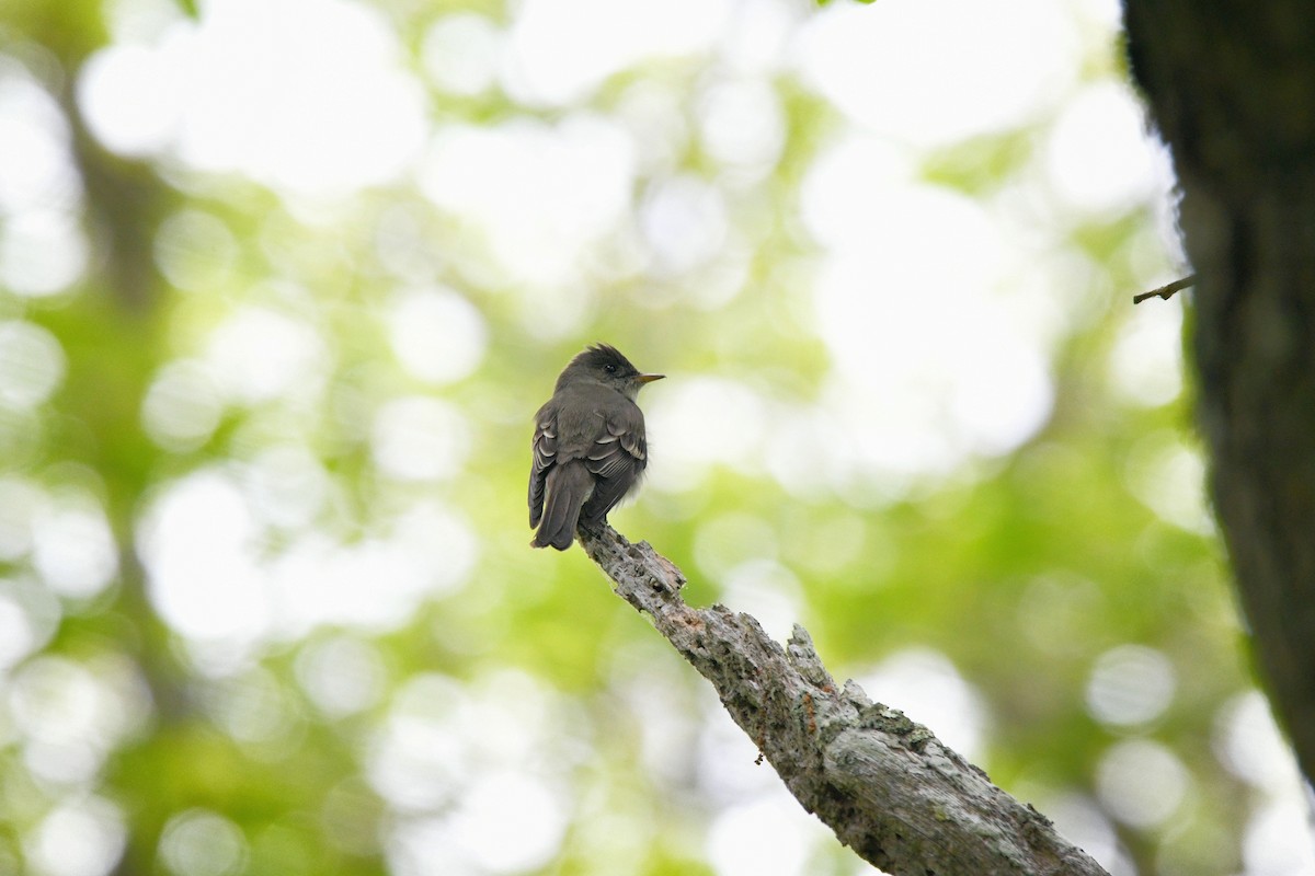 Eastern Wood-Pewee - ML637600139