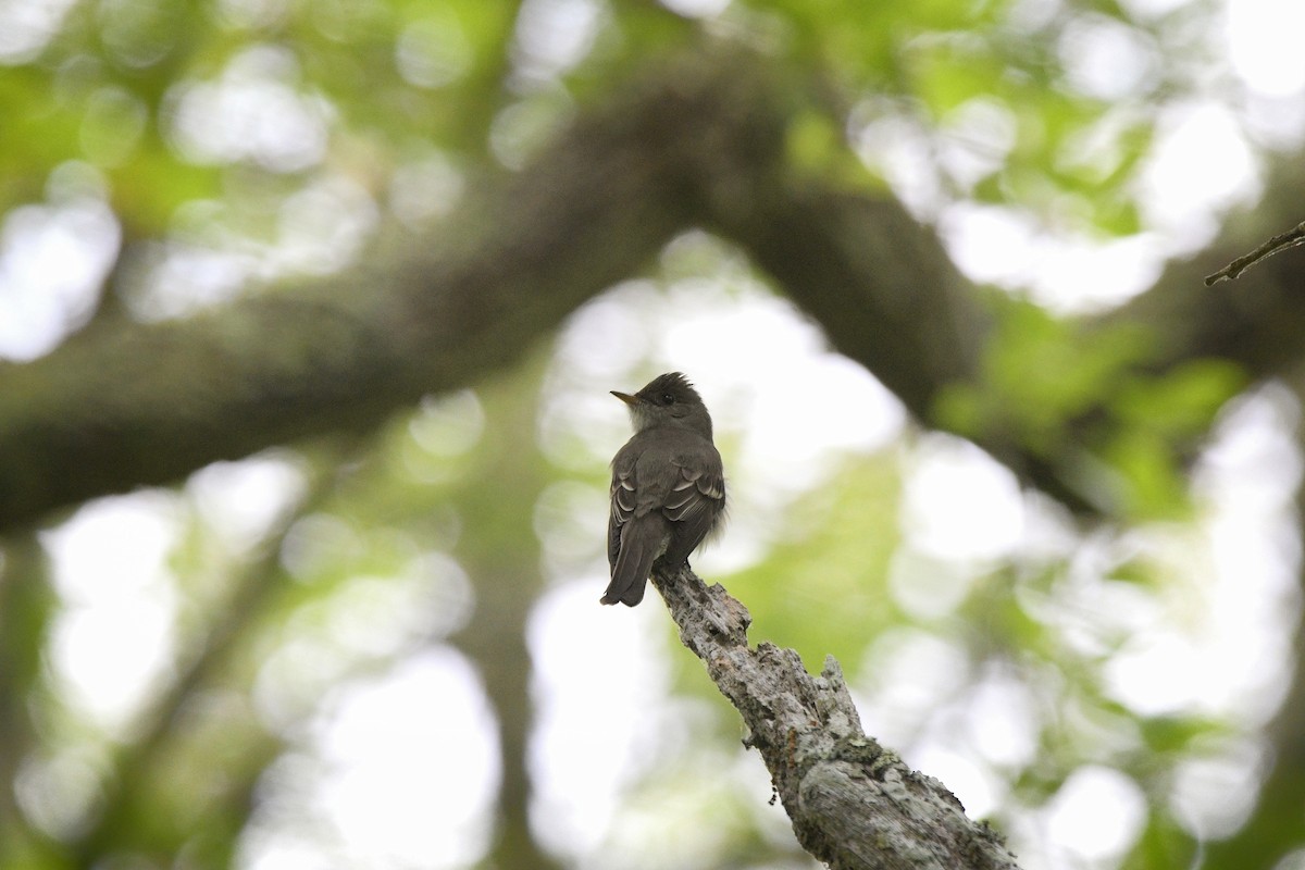 Eastern Wood-Pewee - ML637600140