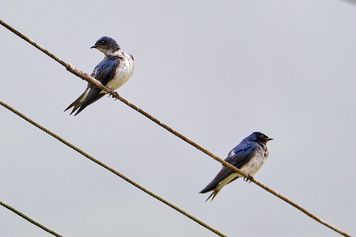 Gray-breasted Martin - ML637600184