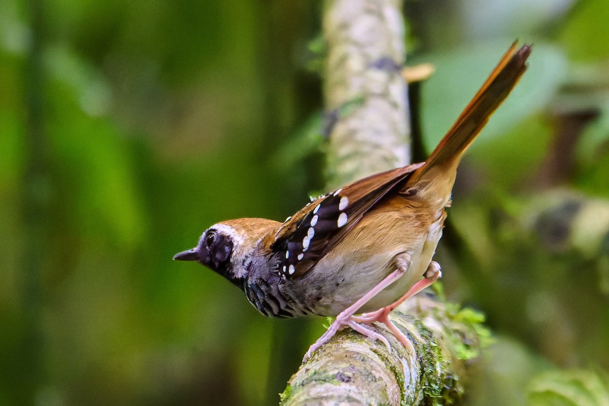 Squamate Antbird - ML637600198